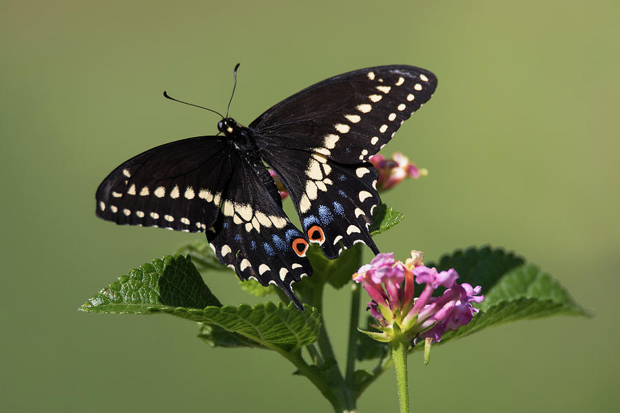 Black Swallowtail Butterfly Photograph by Kevin Giannini