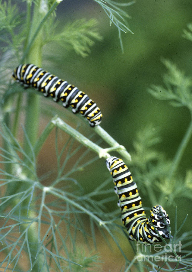 Black Swallowtail Butterfly Larva Photograph by Richard Nickson - Fine ...