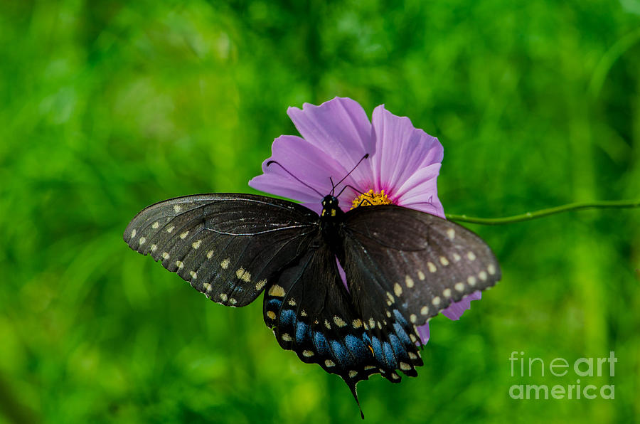 Butterfly Photograph - Black Swallowtail Butterfly by Linda Howes