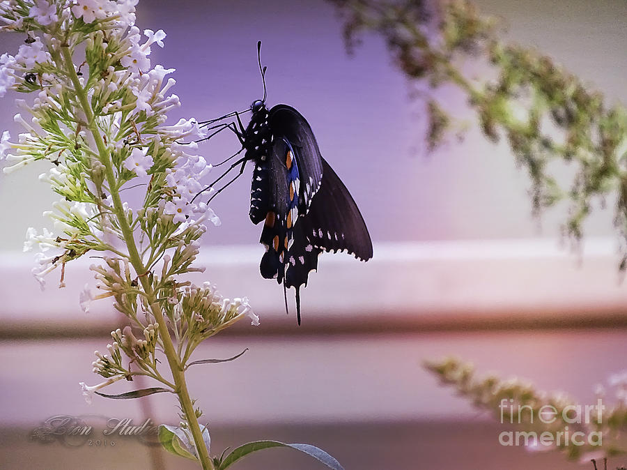 Black Swallowtail Butterfly Photograph by Melissa Messick