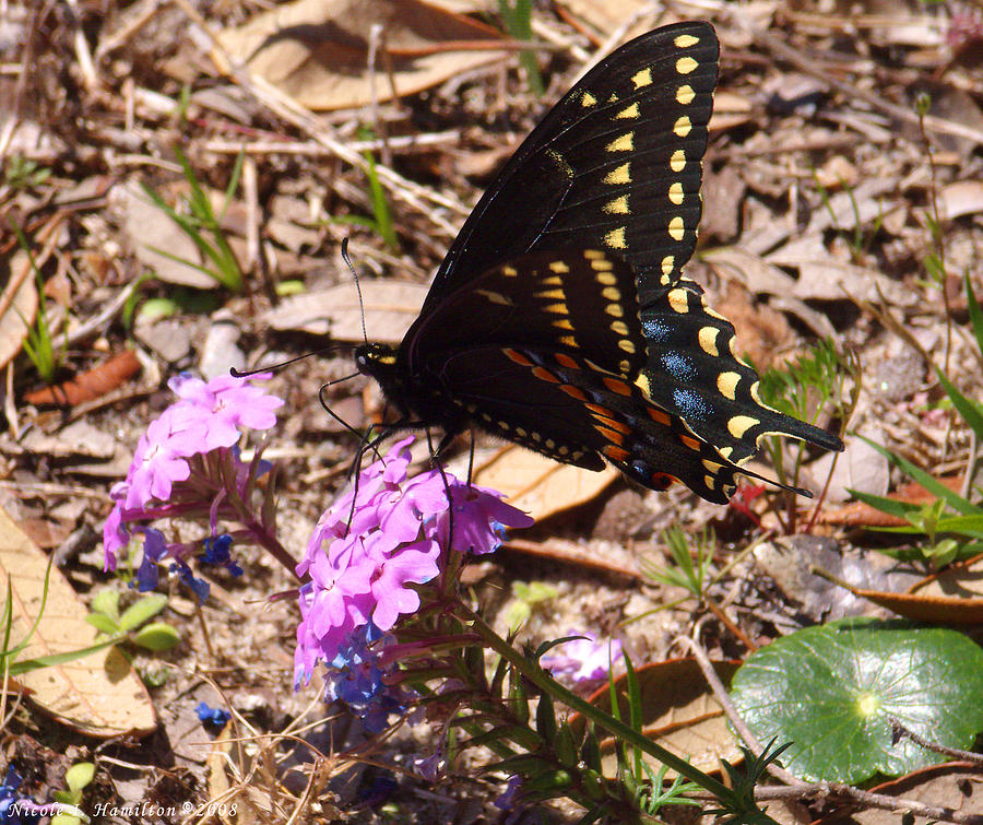 Black Swallowtail Butterfly Photograph by Nicole I Hamilton