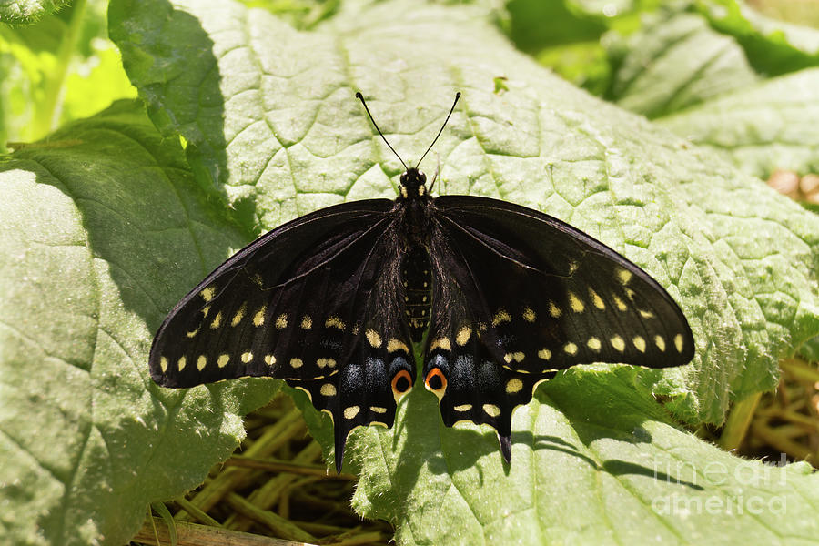 Black Swallowtail Butterfly on a Borage Leaf Photograph by MM Anderson