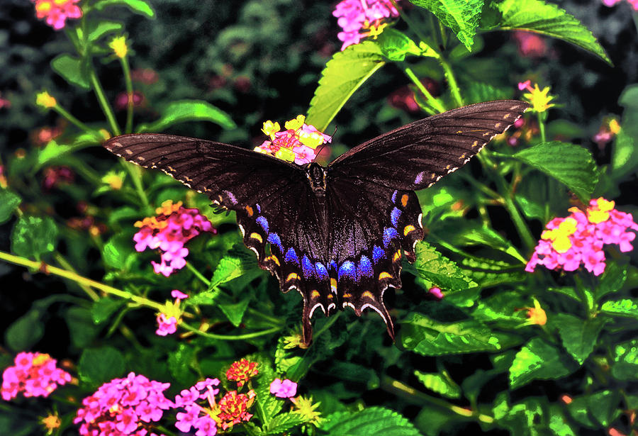 Black Swallowtail Butterfly On A Lantana Bush 010 Photograph by George Bostian