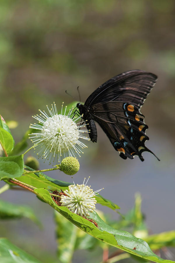 Black Swallowtail Butterfly on Button Flower Photograph by Kathy Clark