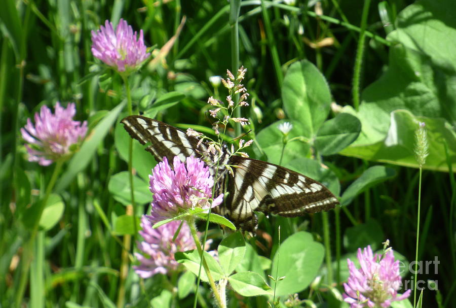 Black Swallowtail Butterfly on clover Photograph by Charles Robinson