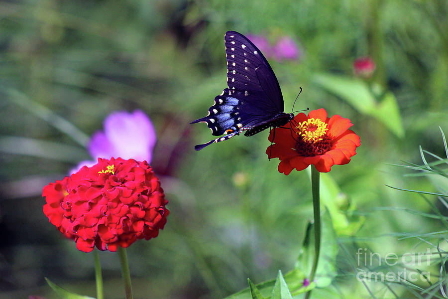 Black Swallowtail Butterfly on Orange Zinnia Photograph by Karen Adams