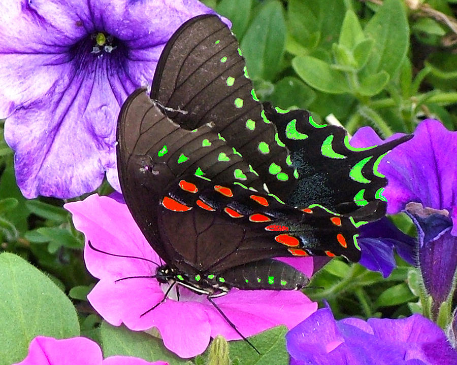 Black Swallowtail Butterfly On Pink Flower Photograph by William Bitman
