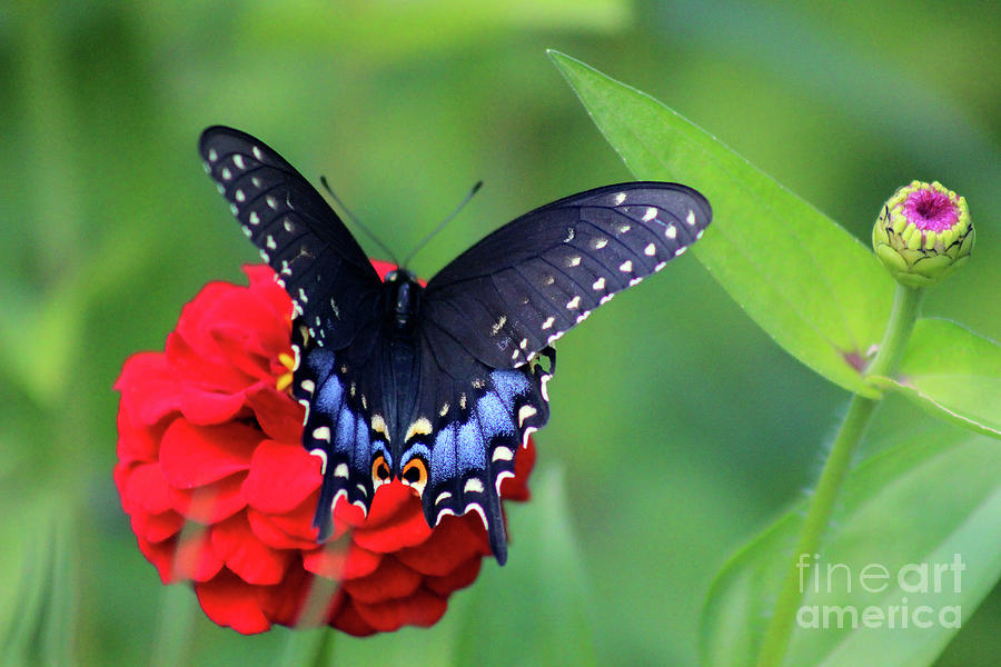 Black Swallowtail Butterfly on Red Zinnia Photograph by Karen Adams