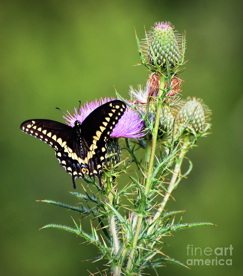Black Swallowtail Butterfly on the Thistle Photograph by Kerri Farley