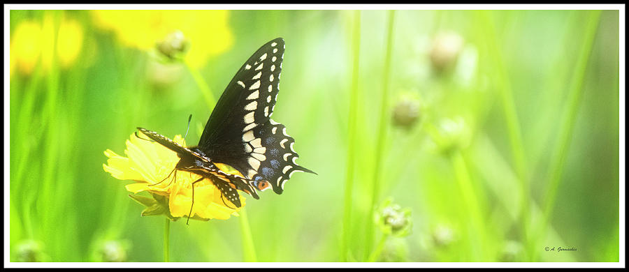 Black Swallowtail Butterfly on Tickseed Flower Photograph by A Macarthur Gurmankin