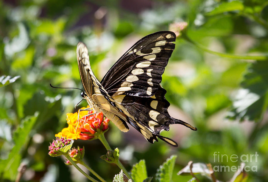 Butterfly Photograph - Black Swallowtail Butterfly by Robert Bales