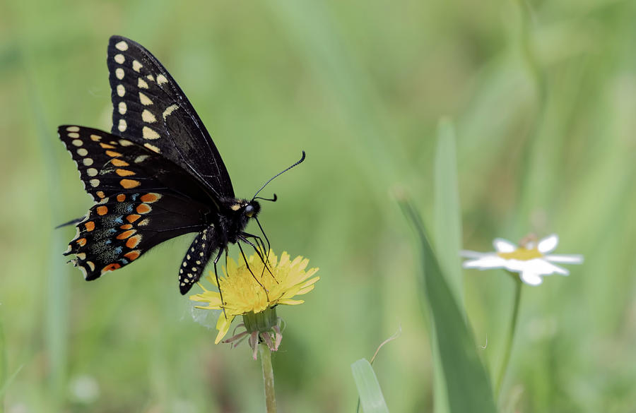 Black Swallowtail Butterfly Photograph by Sam Rino