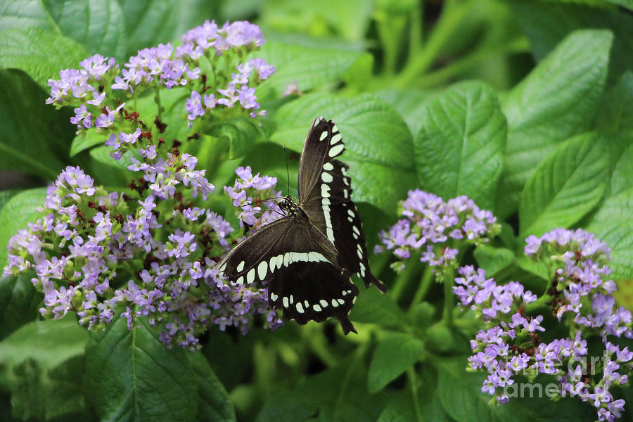 Black Swallowtail Butterfly Photograph by Sandra Huston