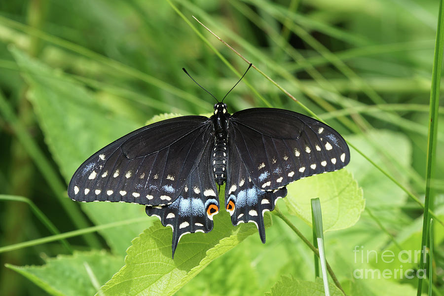 Black Swallowtail Butterfly Spreads Its Wings Photograph by Robert E Alter Reflections of Infinity
