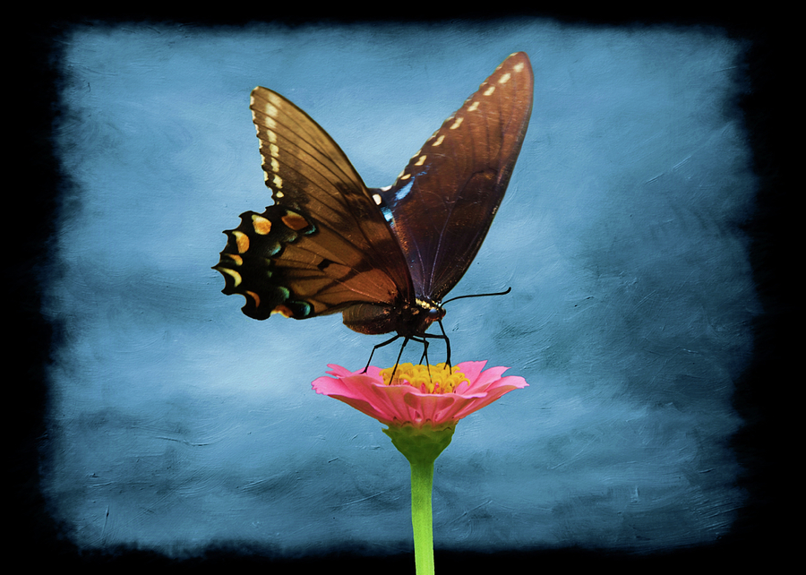 Black Swallowtail Butterfly Photograph by Steven Michael