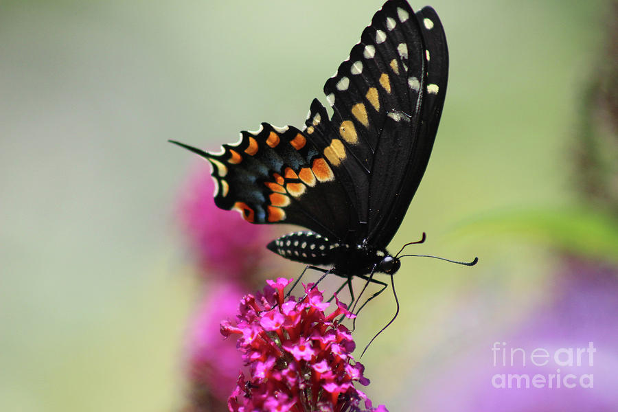 Black Swallowtail Butterfly Ventral View 2016 Photograph by Karen Adams