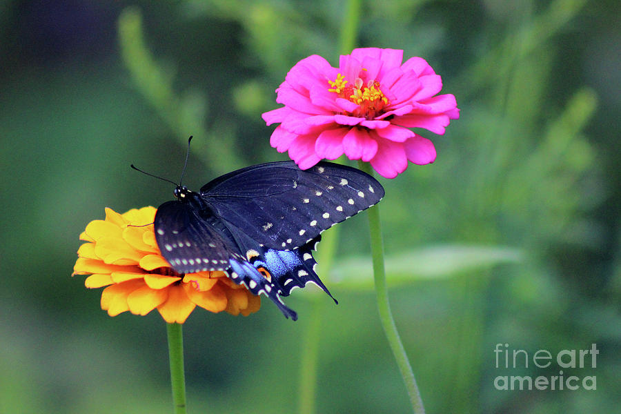 Black Swallowtail Butterfly with Zinnias Photograph by Karen Adams