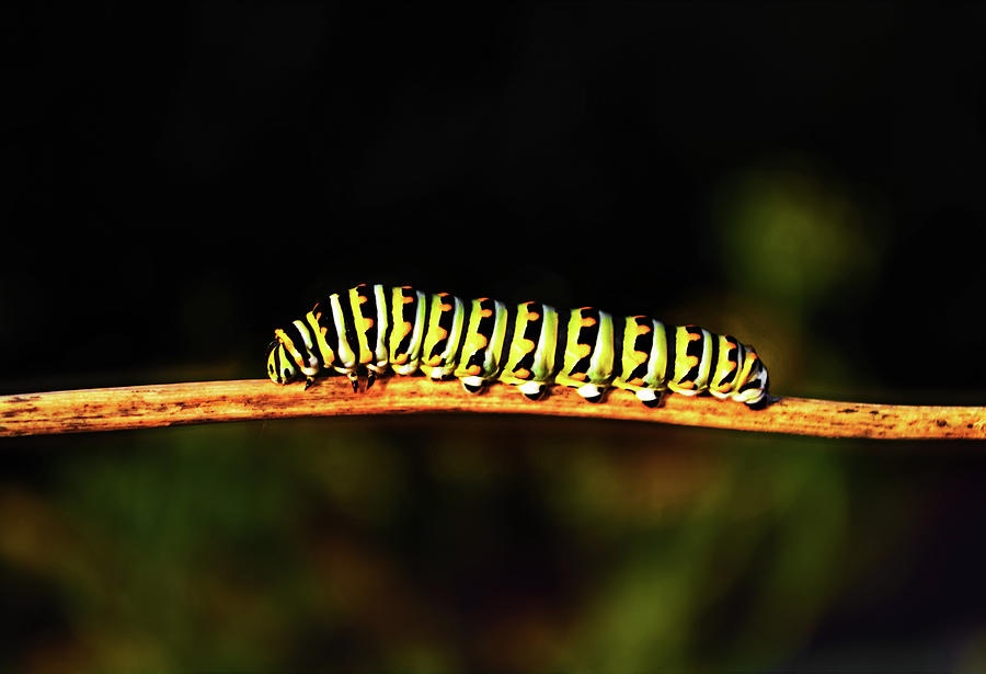 Black Swallowtail Caterpillar 003 Photograph by George Bostian