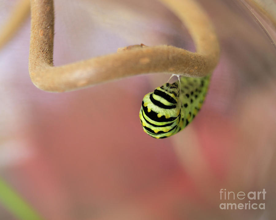 Black Swallowtail Caterpillar Forming a Chrysalis Photograph by MM Anderson