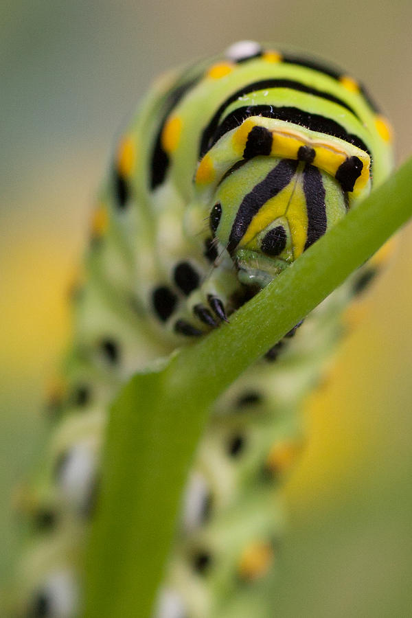 Black Swallowtail caterpillar Photograph by Jeff Folger
