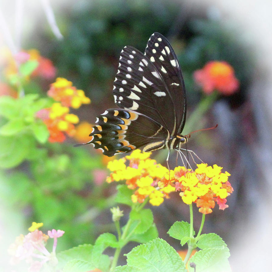 Black Swallowtail Photograph by Cynthia Guinn