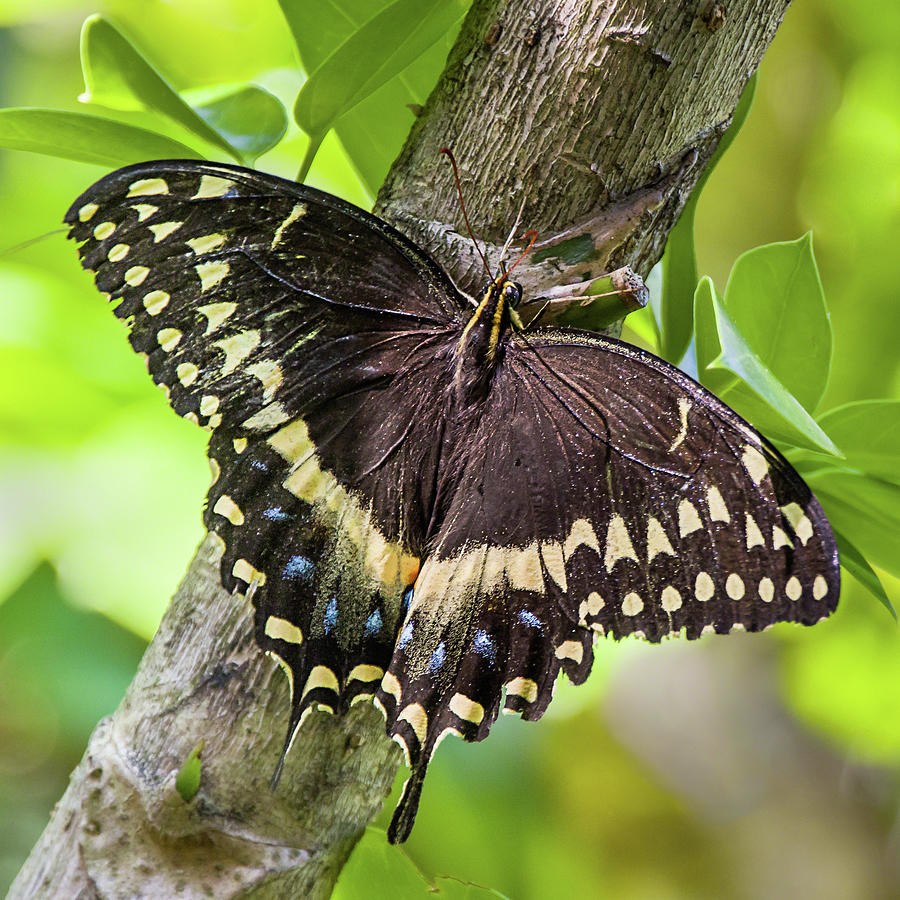 Black Swallowtail Photograph by Dawn Currie