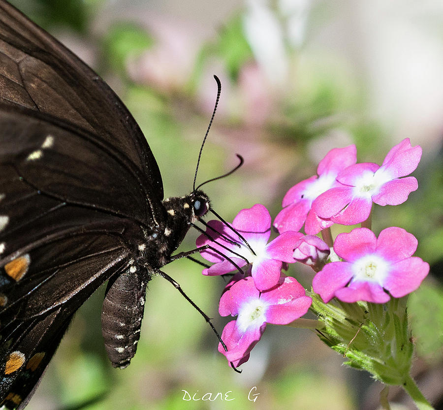 Black Swallowtail Photograph by Diane Giurco