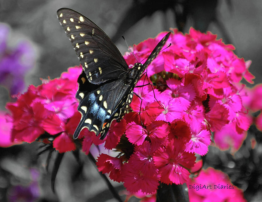 Black Swallowtail Digital Art by DigiArt Diaries by Vicky B Fuller