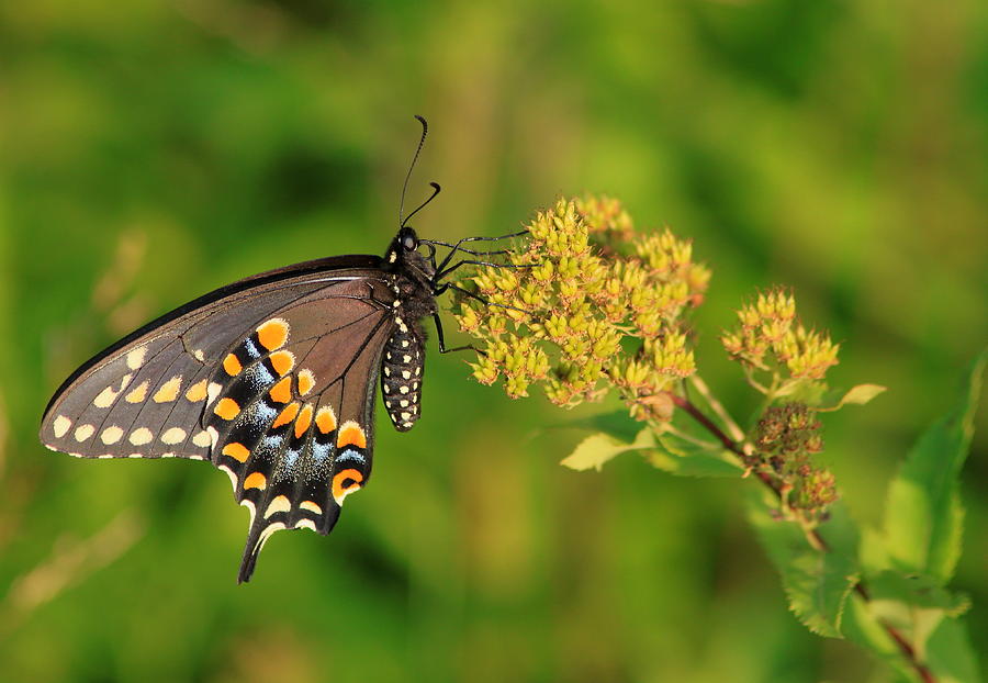 Black Swallowtail Feeding Photograph by John Burk
