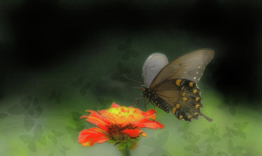 Black Swallowtail Illuminates Photograph by Ola Allen