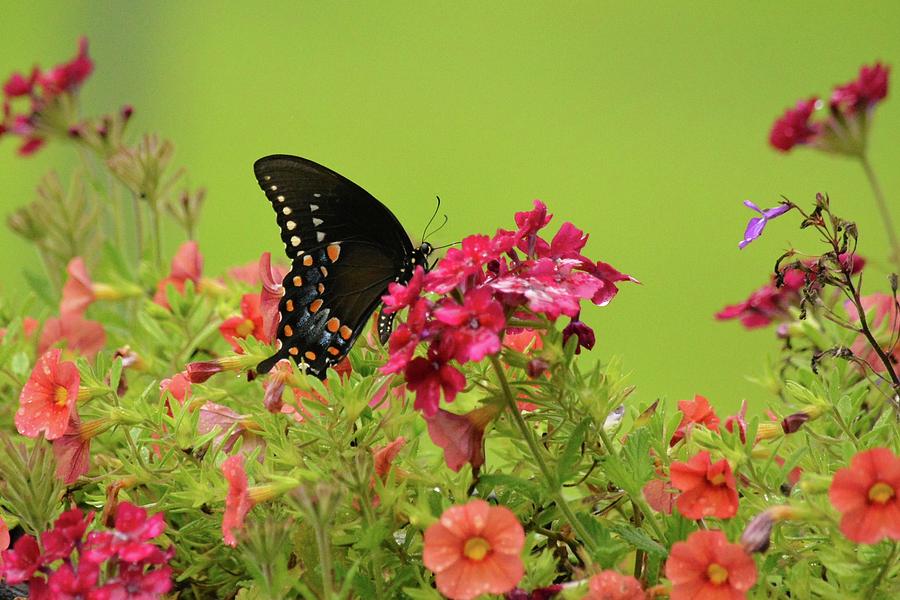 Black Swallowtail in the Garden Photograph by Judy Genovese