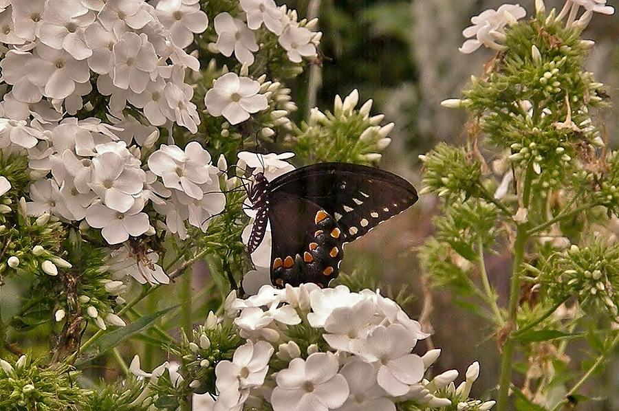 Black Swallowtail in White Flowers Photograph by Kim Bemis