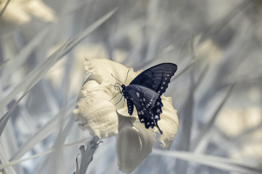 Black Swallowtail Infrared Photograph by Brian Hale