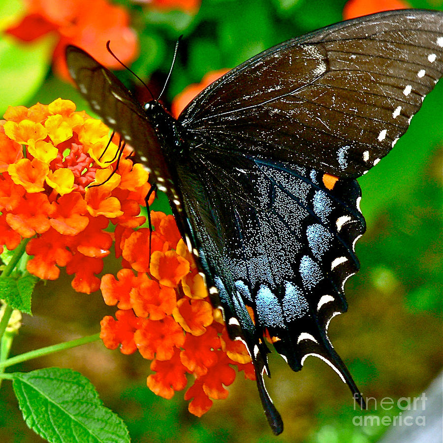 Butterfly on Lantana Photograph by Jean Wright