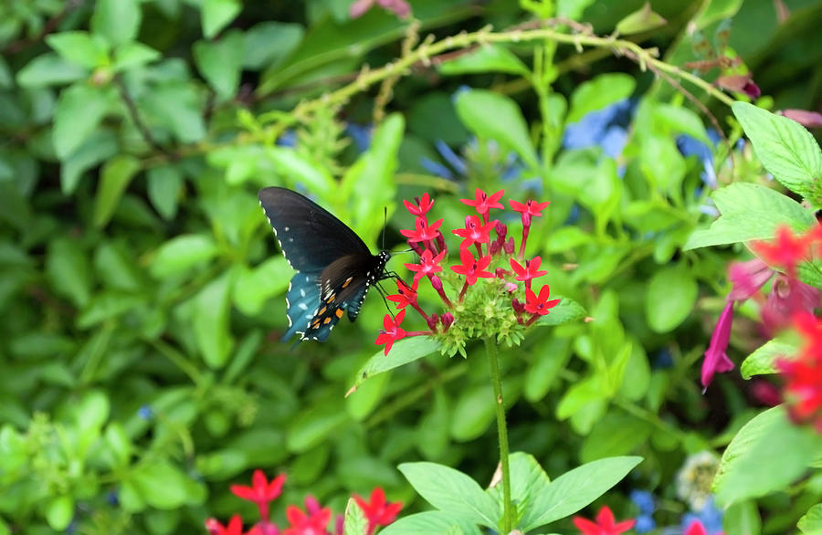 Black Swallowtail Photograph by Julia McHugh
