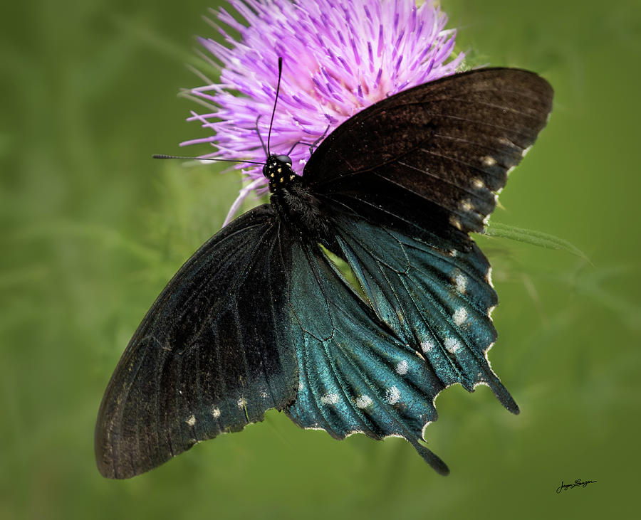 Black Swallowtail  Photograph by Jurgen Lorenzen