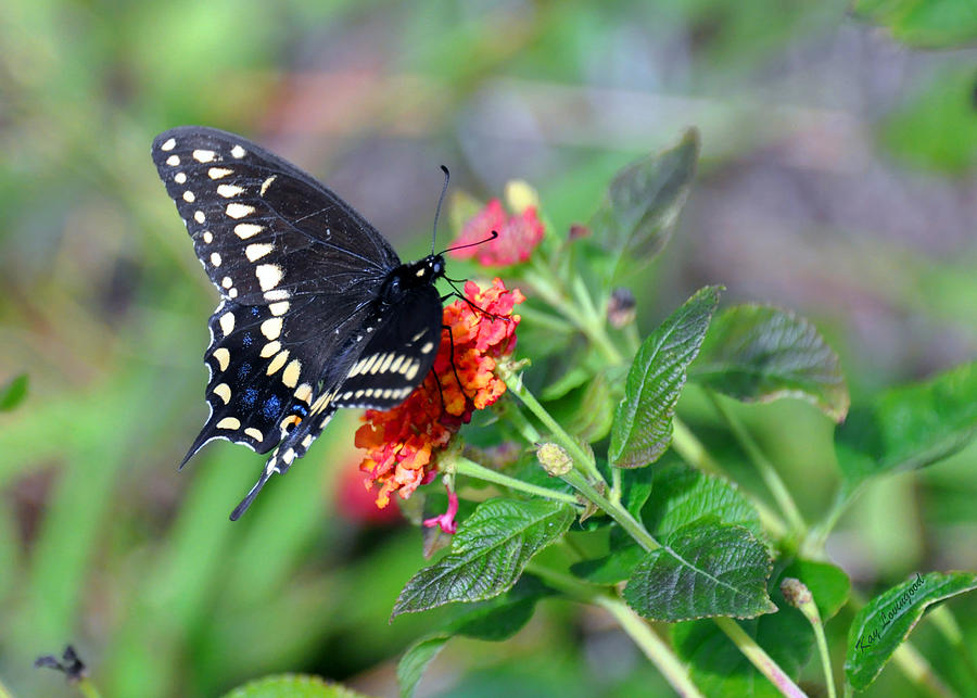 Black Swallowtail Photograph by Kay Lovingood