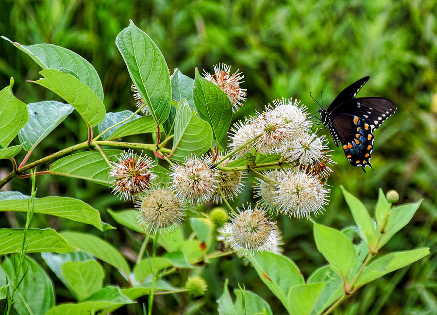 Black Swallowtail Photograph by Linda Brown