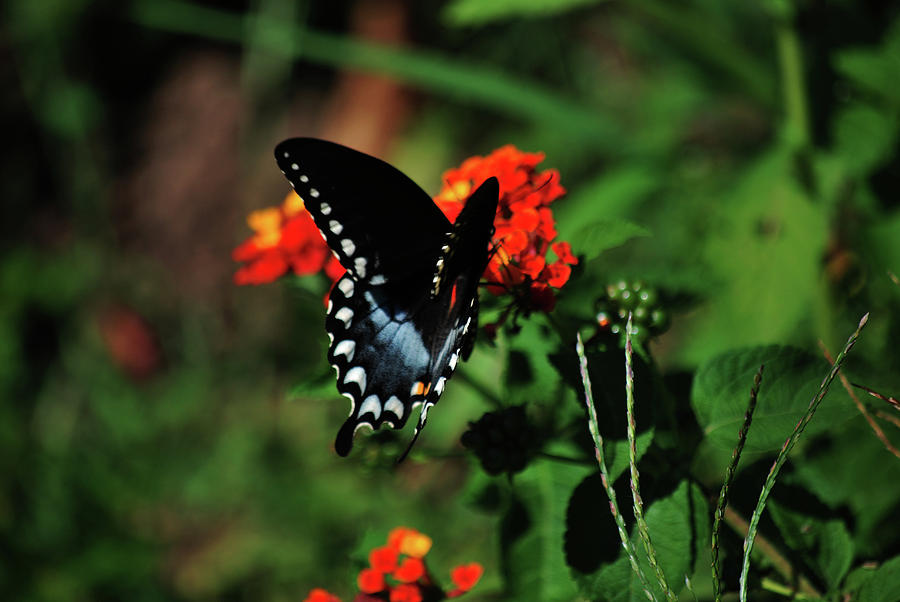 Black Swallowtail Photograph by Lori Tambakis
