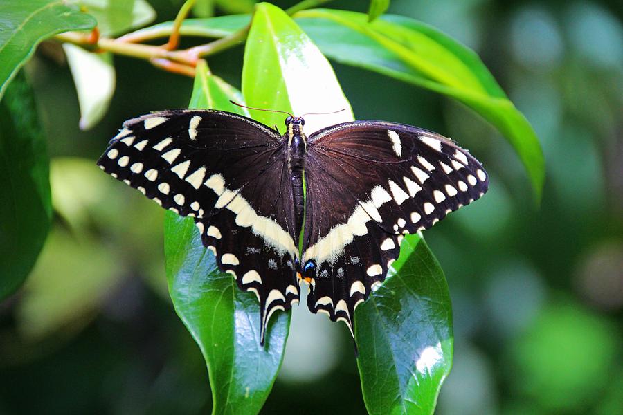 Black Swallowtail Photograph by Michiale Schneider