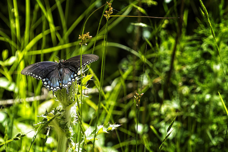 Black Swallowtail No. 1 Photograph by Belinda Greb
