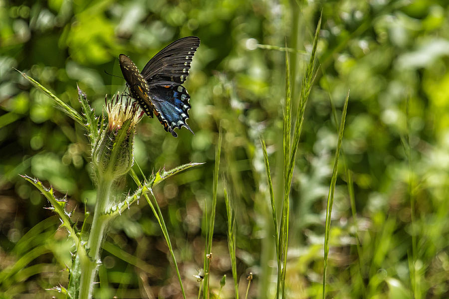 Black Swallowtail No. 2 Photograph by Belinda Greb