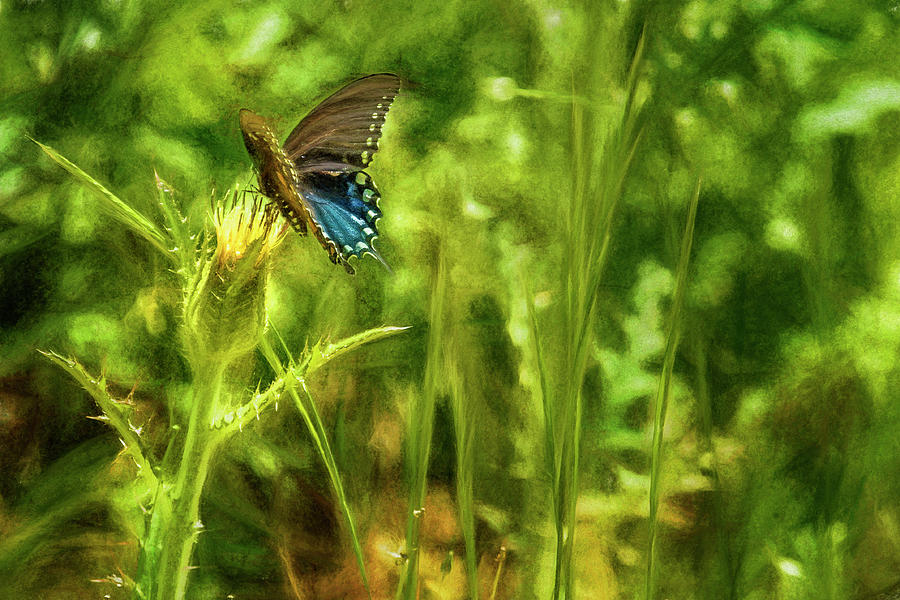 Black Swallowtail No. 2 painterly Photograph by Belinda Greb