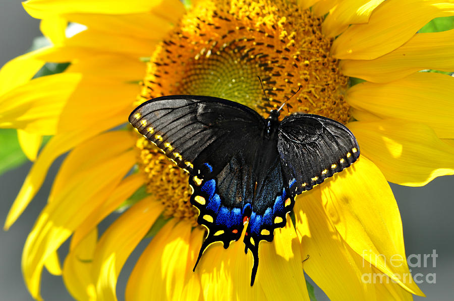 Black Swallowtail on a Sunflower Photograph by Eric Liller