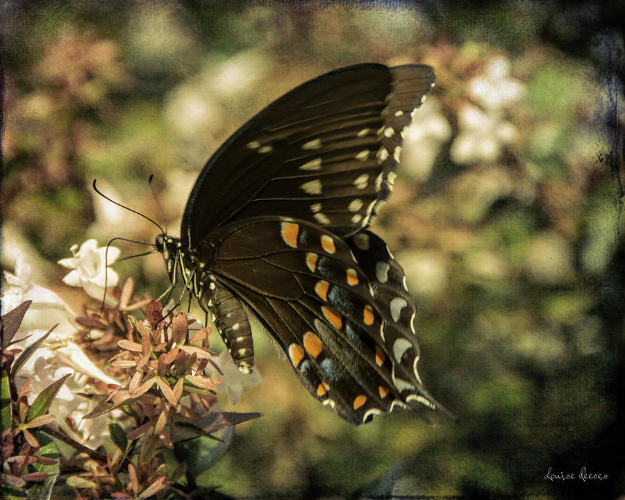 Butterfly Photograph - Black Swallowtail on Abelia by Louise Reeves