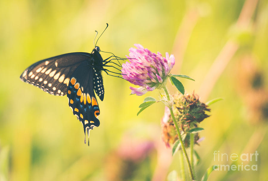 Black Swallowtail on Clover Photograph by Cheryl Baxter