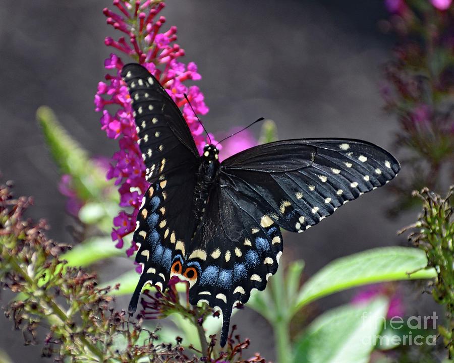 Black Swallowtail On Hot Pink Butterfly Bush Photograph