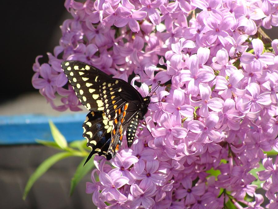 Black Swallowtail on Lilacs Photograph by Anthony Seeker