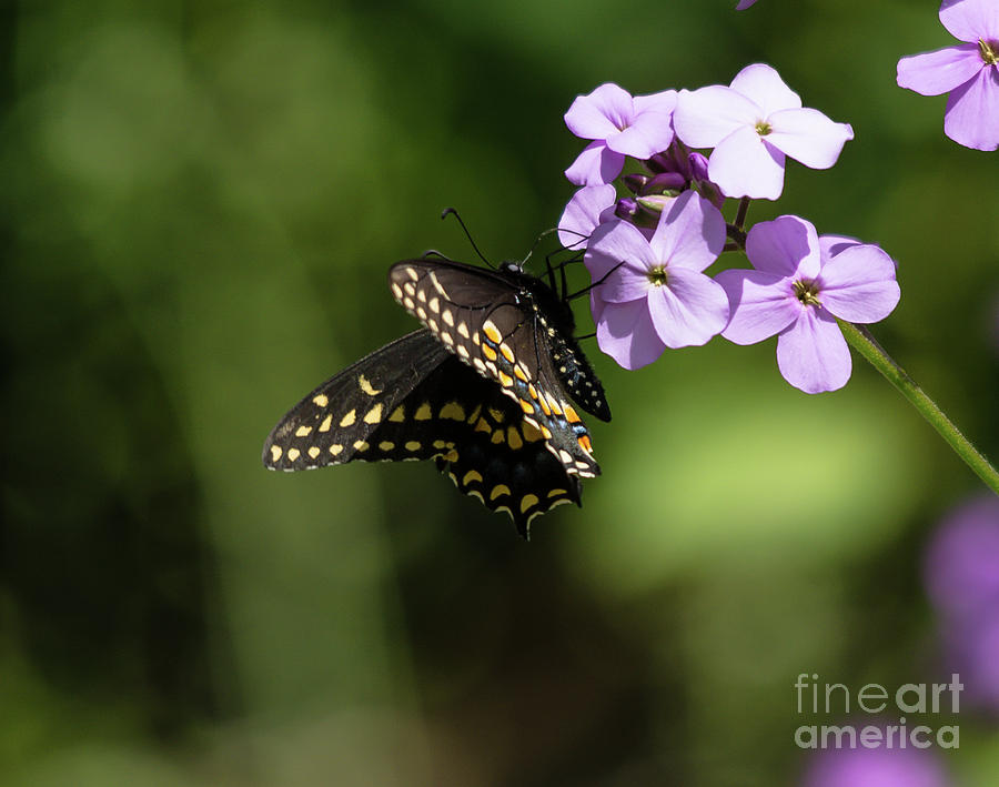 Black Swallowtail on Phlox Photograph by Cheryl Baxter
