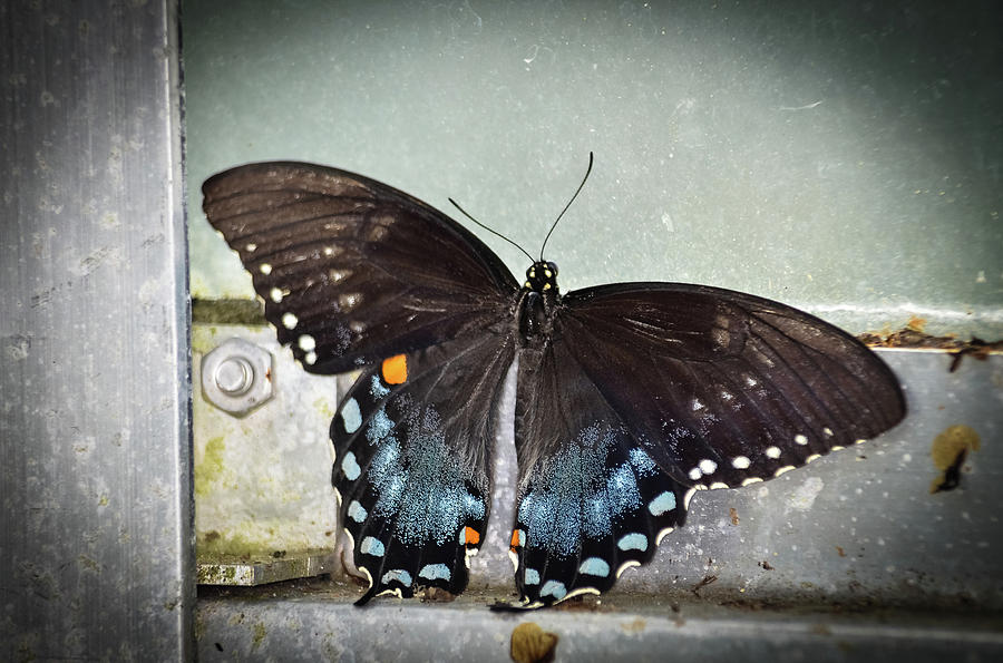Black Swallowtail on Window Photograph by Artful Imagery